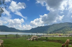 羊驼的家园——南美洲（南美洲的羊驼乐园）