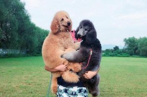 多人养巨型贵宾犬的原因（颜值高而且又粘人，真的很难不爱！）