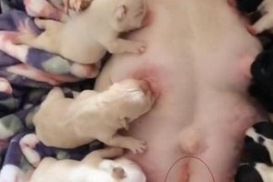 狗狗刨腹产后洗澡的时间及注意事项（狗狗刨腹产恢复期多久可以洗澡？刨腹产后洗澡的注意事项有哪些？）
