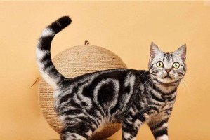 以野生猫狸用什么煮最好（发掘最佳食材，尽享美味佳肴）