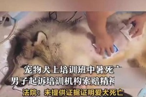 如何处理狗狗离世后的悲痛（有效应对宠物失去的痛苦与悲伤）