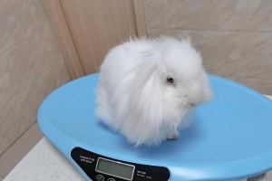 云南白药治疗兔子脚皮炎的效果及时间（兔子脚皮炎使用云南白药的注意事项和疗程周期）