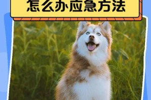 狗狗饲养的6大错误做法（远离这些错误，让宠物更健康、快乐、幸福）