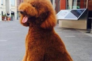 贵宾犬眼屎问题解决指南（了解贵宾犬眼屎的成因及正确处理方法）
