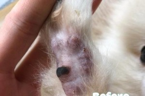 狗脱毛发臭的原因及解决方法（揭秘狗脱毛发臭的真相，让你的宠物永远清爽）