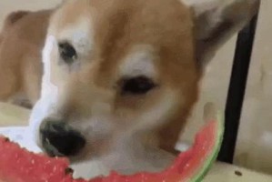 狗狗怀孕17天的水果饮食指南（为母犬提供适当的水果饮食以保持健康）