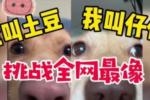 狗为何偷吃生土豆？（探究狗偷吃生土豆的原因及影响）