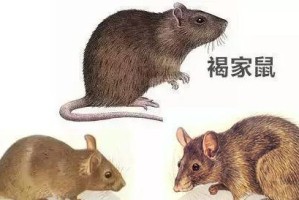 老鼠为何会咬人？（探究老鼠咬人行为的原因与预防方法）
