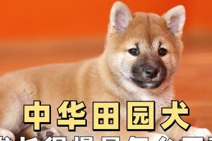 中华田园犬的毛发护理与换毛周期（了解中华田园犬的毛发特点与换毛频率，打造健康亮丽的毛发外观）