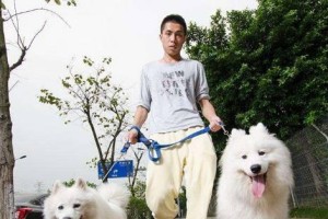 宠物狗（以宠物狗把主人当家人为例）