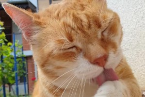 猫咪为何总是爱“舔毛”？（探究猫咪舔毛的含义及原因）