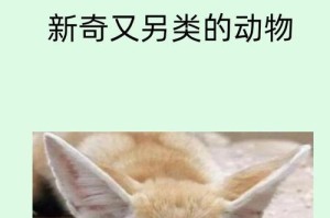 耳朵长的动物（探秘耳朵长的动物群体，揭开它们的听觉奇迹）