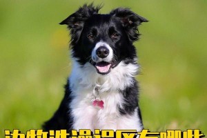 边牧生宝宝后多久可以洗澡？（小犬宝宝的洗澡时间和注意事项）