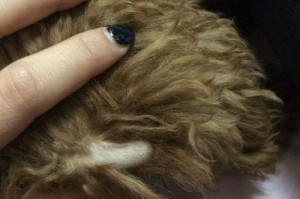 泰迪犬挠痒的原因及解决方法（探究泰迪犬为什么常常挠痒，提供有效解决方案）