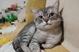 宠物毛能保存多久？（了解宠物毛保存时间的关键因素）