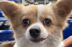 杂交蝴蝶犬的寿命之谜（探究杂交蝴蝶犬的平均寿命和关键因素）