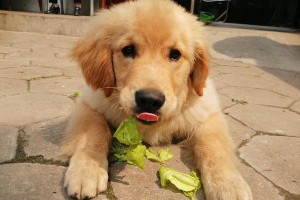 探秘3个月大金毛的成长奇迹（活泼可爱的幼犬与热情拥抱的家庭生活）