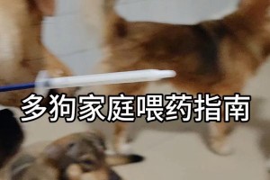 狗狗吃药多久能吸收？（探讨狗狗药物吸收的时间和因素）