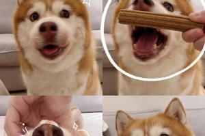 幼犬为什么嘴很臭？（探索幼犬口臭的原因与解决方法）