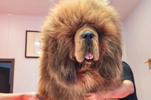探秘以藏獒冷（西一无二的守护之犬，以藏獒冷）