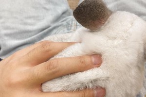 探究龙猫软便的原因及预防方法（龙猫软便的症状、原因和治疗方法）