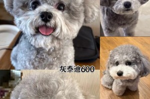 泰迪犬的断奶时间及注意事项（探讨泰迪犬何时断奶以及断奶过程中需注意的事项）