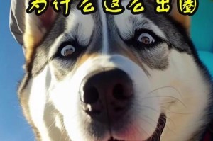 探究哈士奇狗为什么价格昂贵（揭秘哈士奇狗背后的价值和魅力）