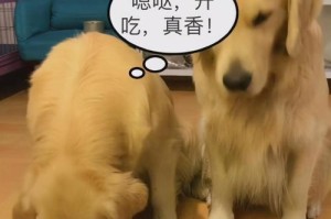 3个月大金毛犬的合理饮食安排（宠物金毛喂养指南及注意事项）