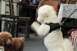 狗界中最烧钱的7种狗狗（狗狗负担不菲，养殖费和护理开支成本颇高）