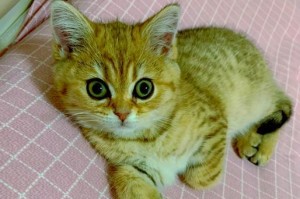 如何让猫咪安静进入笼子？（简单几招帮助你消除猫咪进笼子时的叫喊问题）