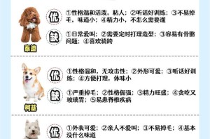 科学饲养泰迪幼犬的方法（关爱、营养、训练，健康成长是关键）