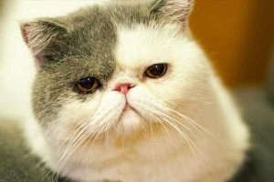 加菲猫的价格及颜色影响（揭秘加菲猫市场价格和最值钱的颜色）