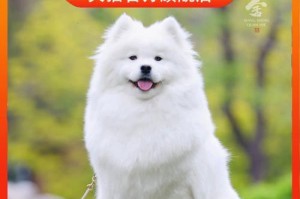纯种萨摩耶犬的身上是怎样的味道？（一起探索萨摩耶犬的气味之谜）