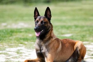养马犬须知，让你的新伙伴过得更好（马犬养护指南，了解这些关键信息，让你成为马犬专家）