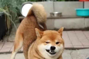 揭秘狗的各种姿势代表的含义（探寻狗的身体语言，了解它们的心理状态）