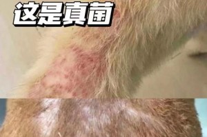 狗狗身上真菌感染的处理方法（有效预防和治疗真菌感染的关键措施）