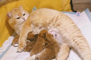 猫的妊娠期及相关预兆（了解猫妊娠期及常见症状，为宠物猫的繁殖做好准备）