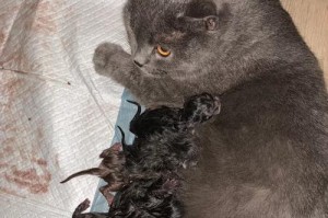 猫咪准备迎接新生命的反应（一只猫咪的母性本能和孕育前的变化）