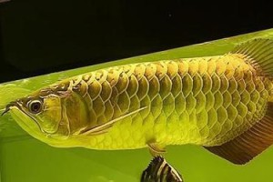混养观赏鱼与龙鱼，如何避免伤害？（了解龙鱼的攻击性，选择合适的观赏鱼品种）