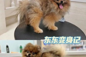 博美成年的标志与注意事项（博美犬何时成年？以及成年后的关键需求和培养方法）