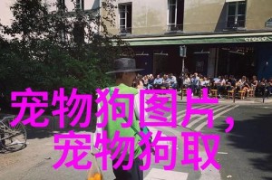 小狗打疫苗的重要性（宠物狗接种疫苗，保护它们的健康）