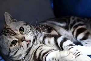 谨慎选择，家庭饲养的5种不适合猫（让我们一起了解这些特殊的猫咪吧！）