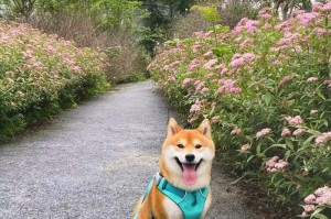 北京专业犬舍的选择与服务质量比较（北京专业犬舍的种类、设施和专业团队）