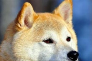 秋田犬怀孕周期及生产过程（探索秋田犬的怀孕时间和生育细节，了解这个迷人的品种的繁殖特点）