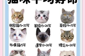 新猫主人指南（宠物猫适应新家的关键步骤和注意事项）