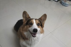 如何科学养幼犬？（全面解析幼犬养育技巧）
