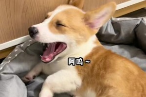 狗狗为什么会打呼噜？（揭秘狗狗打呼噜的原因与解决方法）