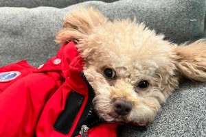 养泰迪犬前的准备工作（全面准备，让泰迪犬的生活更美好）
