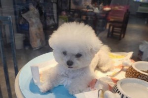 准备好宠物狗生宝宝所需的物品（为宠物狗生宝宝做好准备的必备用品）