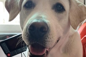 拉布拉多的身价及消费指南（探究拉布拉多犬的价格与养育成本，帮助您做出明智的选择）